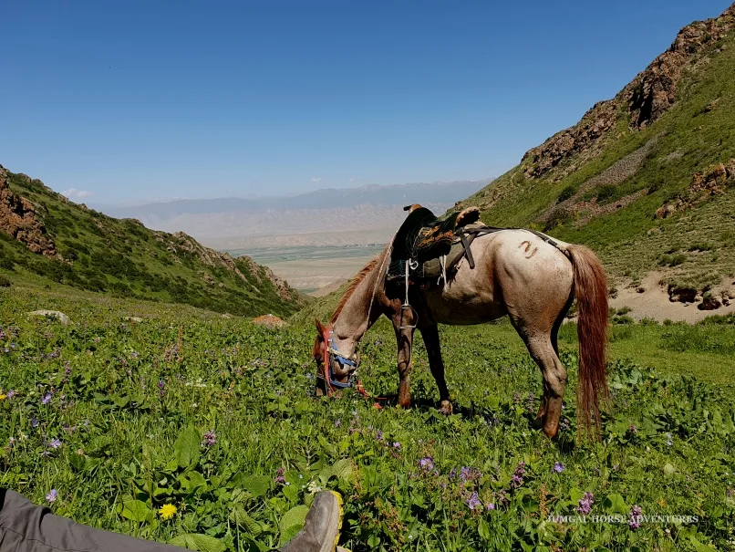 Pferd grast auf dem Hochpass in Kirgisistan