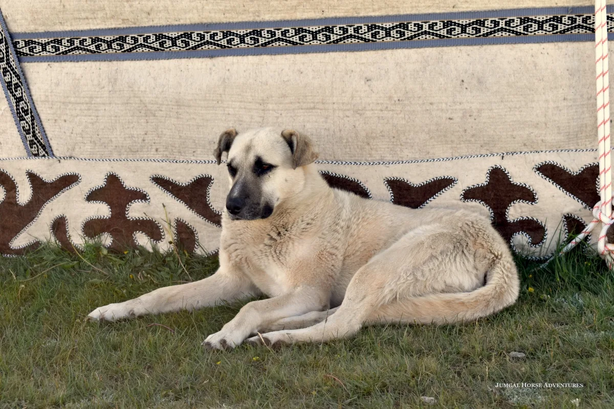 Pferd Nala in freier kirgisischer Natur